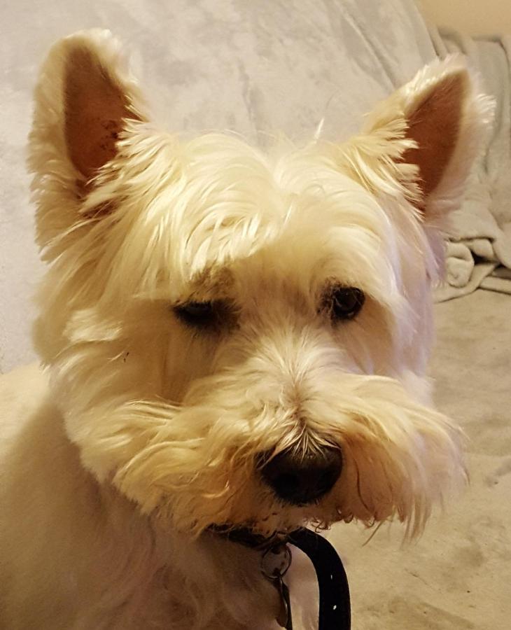 Tanleys B&B Grantown-on-Spey Dış mekan fotoğraf